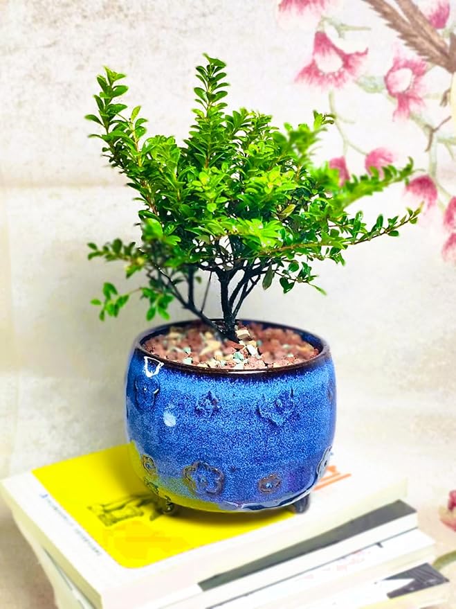 Arktiva Ceramic Planter Pot w/Drainage, 4.75 Inch Dia, Indoor Outdoor, Home Patio Garden, Plants, Flower Succulent, Glazed Plum Blossom Round