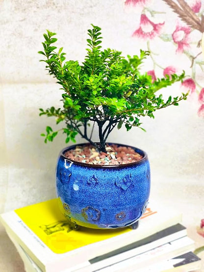 Arktiva Ceramic Planter Pot w/Drainage, 4.75 Inch Dia, Indoor Outdoor, Home Patio Garden, Plants, Flower Succulent, Glazed Plum Blossom Round