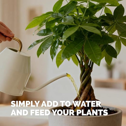 Money Tree Fertilizer for Money Trees and All Pachira Plants, Liquid Plant Food, 32 oz (1 Quart)