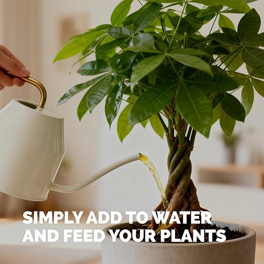 Money Tree Fertilizer for Money Trees and All Pachira Plants, Liquid Plant Food, 1 Gallon (128 oz)