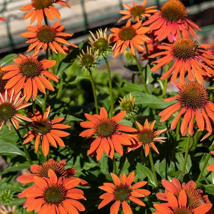 1200+ Mixed Color Echinacea Seeds - Perennial Multi-Color Coneflower, Non-GMO Heirloom for Gardens, Pollinators & Cut Flowers