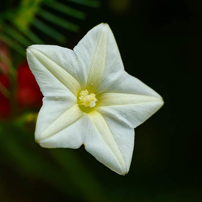 Outsidepride White Cypress Vine Seeds - 200 Pcs Annual Flower Seeds with Nectar-Rich, Star-Shaped Flowers & Feathery, Fern-Like Leaves for Fences, Trellises, Pergolas & Vertical Gardens
