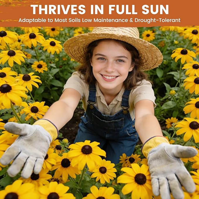 Black Eyed Susan Seeds for Planting | 30,000+ Heirloom Seeds, Non-GMO 1oz Flower Seeds for Garden, Borders & Containers | Sunflower Companion Wildflower Seeds to Attract Pollinators