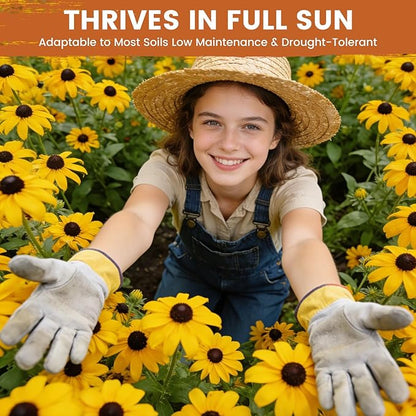 Black Eyed Susan Seeds for Planting | 30,000+ Heirloom Seeds, Non-GMO 1oz Flower Seeds for Garden, Borders & Containers | Sunflower Companion Wildflower Seeds to Attract Pollinators