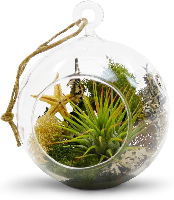 WGV Hanging Terrarium Globe, Width 4", Height 4.75", DIY Air Succulent Planter, Clear Glass Vase Orb with Flat Bottom, Candle Holder for Windowsill Outdoor Garden Decor, 3 Pieces Bulk