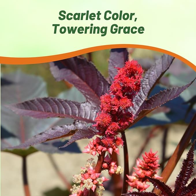 Outsidepride Bright Red Castor Bean Seeds - 30 Pcs Annual Quick-Growing Tropical Flower Seeds for Planting Vibrant Foliage & Colorful Blooms for Eye-Catching Borders, Gardens & Landscapes