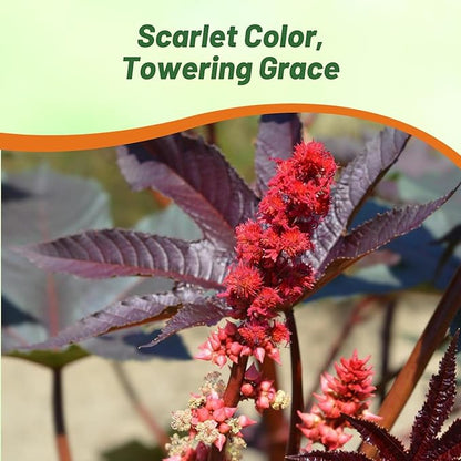 Outsidepride Bright Red Castor Bean Seeds - 15 Pcs Annual Quick-Growing Tropical Flower Seeds for Planting Vibrant Foliage & Colorful Blooms for Eye-Catching Borders, Gardens & Landscapes
