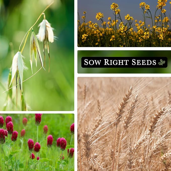 Sow Right Seeds - Cover Crop Collection for Planting - 9 Packets of Popular and Hardy Cover Crops - Suppresses Weeds, Improves Soil, Helps with Erosion - Non-GMO Heirloom Packet to Grow - Great Gift