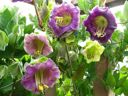 Seeds Cathedral Bells Mix/Cobea/Perennial Flowers