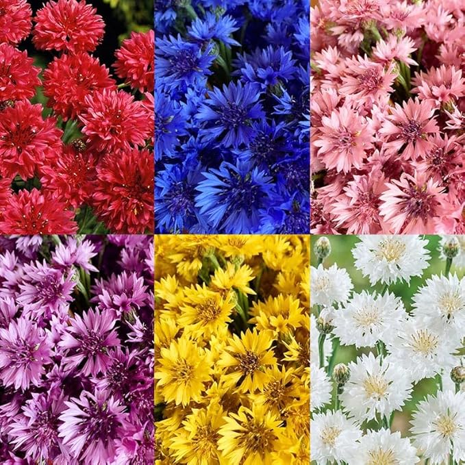 520+ Cornflower Seeds for Planting-Non-GMO Heirloom Plant Seeds Garden Outdoor