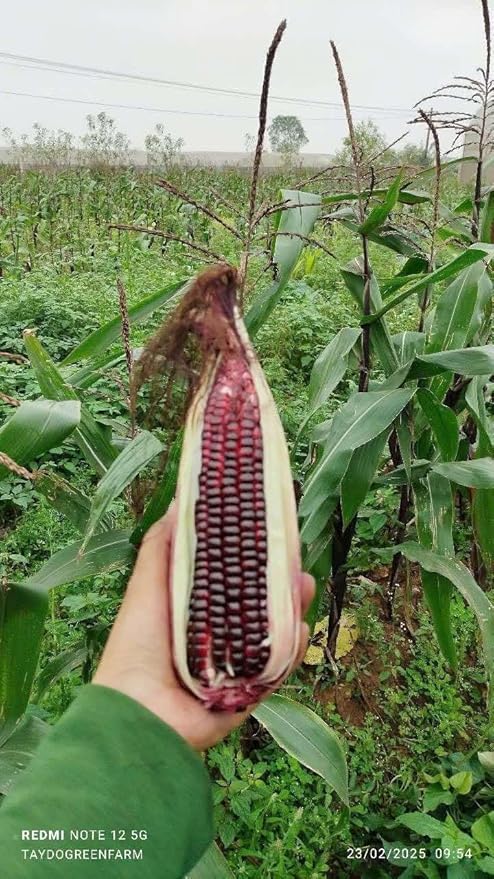 25 Seeds Bap NEP Tim deo Glutinous Sticky Seeds Rare find Asian bap NEP Thai deo ngon tuyet VOI F1 Hybrid Purple Waxy Sticky Rice Corn Purple glutinous Rice Corn 25 Seeds 紫糯玉米