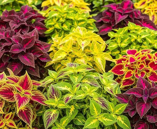 100PCS Coleus Seeds Rainbow Mix Pollinator Bumble Bee Houseplants Shade Garden Plant Seeds