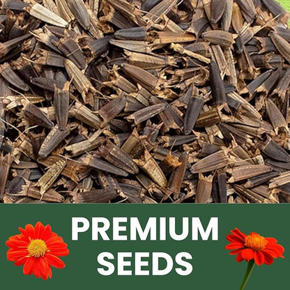 Mexican Sunflower (Red) – 9,000 Seeds for Planting – 4-Ounce Pack – 2026 Growing Season