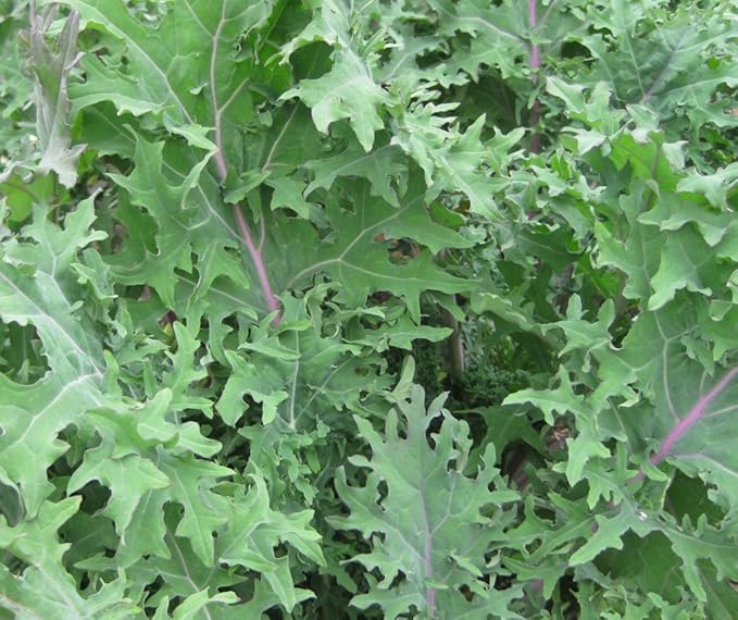 Dirt Goddess Super Seeds ~ Red Russian Kale Seeds (1 Lb) Bulk Non GMO