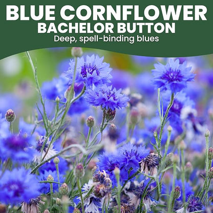 Blue Cornflower – 800 Seeds for Planting – 2026 Season – 5 Gram Pouch