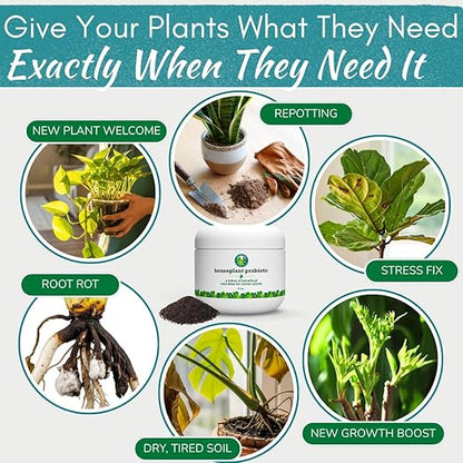 Houseplant Soil Conditioner & Probiotic – Organic Growth Booster (1-1-4) for Rejuvenating Tired Plants | Improves Soil Structure & Nutrient Availability for Stronger Roots & Fuller Leaves | 4 oz