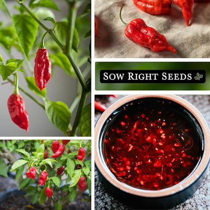 Sow Right Seeds - Ghost Pepper Seeds for Planting - Extra Hot Non-GMO Heirloom Peppers - Ideal for Indoor or Outdoor Gardens - Grow Your Own Hottest Pepper Plants - High Scoville Rating (4)