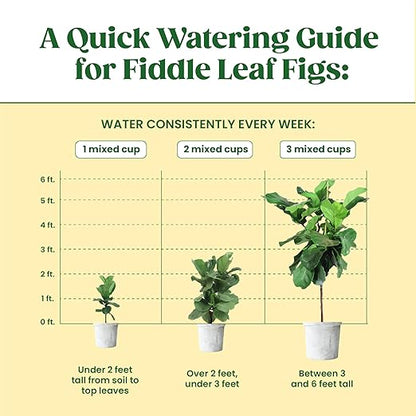 Root Supplement, Liquid Stimulator for Fiddle Leaf Fig & Indoor Plants - Propagation Promoter & Rot Treatment - Food for Healthy Roots, Stems & Leaves - Made in USA
