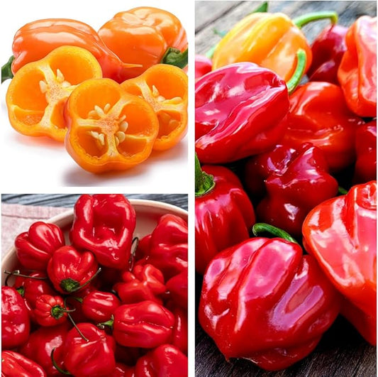 35+ Pcs Hot Pepper Seeds for Planting Ghost Habanero - Mix Ghost Pepper Seeds, Red, Orange, Yellow, Habanero Seeds for Planting in Garden Non GMO, Heirloom Peppers Seeds