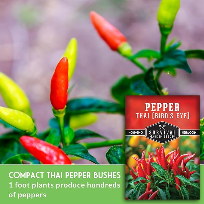 Thai Chili Pepper Seeds for Planting | Bird’s Eye Hot Peppers – Heirloom Non-GMO Hot Chilis for Spicy Cooking & Container Gardens – Survival Garden Seeds (2 Packs)