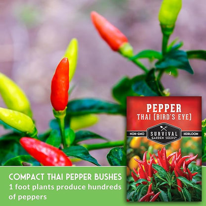 Thai Chili Pepper Seeds for Planting | Bird’s Eye Hot Peppers – Heirloom Non-GMO Hot Chilis for Spicy Cooking & Container Gardens – Survival Garden Seeds (2 Packs)