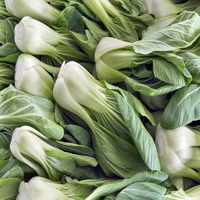 Bok Choy Cabbage Seeds for Planting – Plant & Grow Heirloom Bok Choy Cabbage in Home Outdoor Vegetable Garden, Brassica rapa subsp. chinensis– 1 Packet Approx 200 Seeds