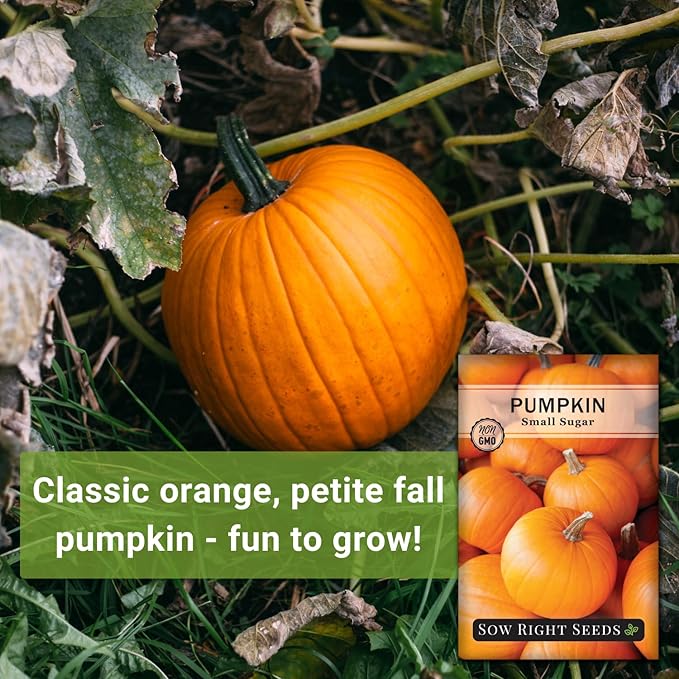 Sow Right Seeds - Small Sugar Pumpkin Seed for Planting - Non-GMO Heirloom Packet with Instructions to Plant a Home Vegetable Garden - Mini Orange Sugar Variety on Long Vines - Fast Growing (4)