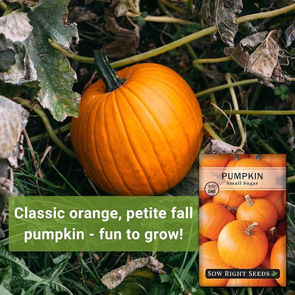 Sow Right Seeds - Small Sugar Pumpkin Seed for Planting - Non-GMO Heirloom Packet with Instructions to Plant a Home Vegetable Garden - Mini Orange Sugar Variety on Long Vines - Fast Growing (4)