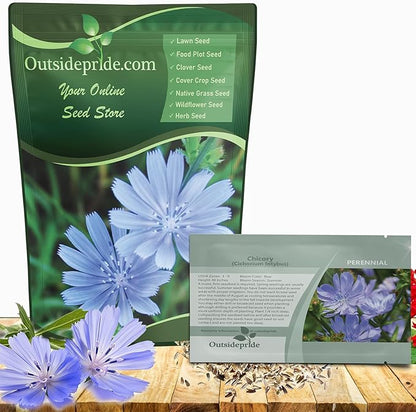 Outsidepride Chicory Seeds for Planting - 5000 Pcs Perennial, Easy to Grow & Drought Tolerant, Flower Seeds with Clustered Pastel Blue Blooms for Garden Pastures & Wildflower Meadows
