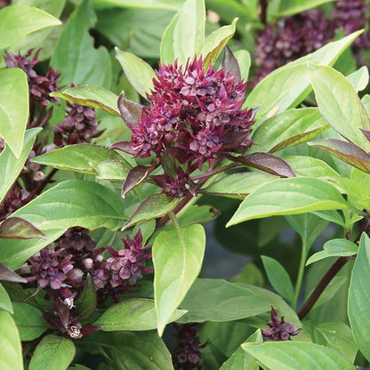Burpee 55830A Siam Queen Basil Seeds