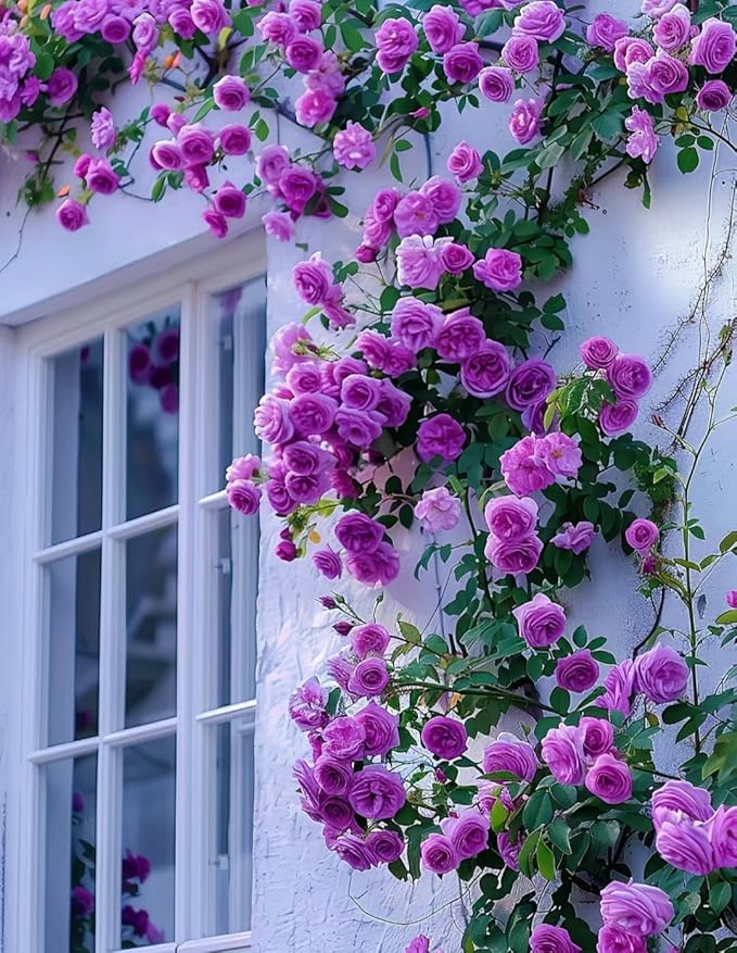 Mix Climbing Rose Rosa Seeds Bush Vine Climber Fragrant Butterfly Rare Non-GMO Heirloom Variety for Your Garden 100pcs