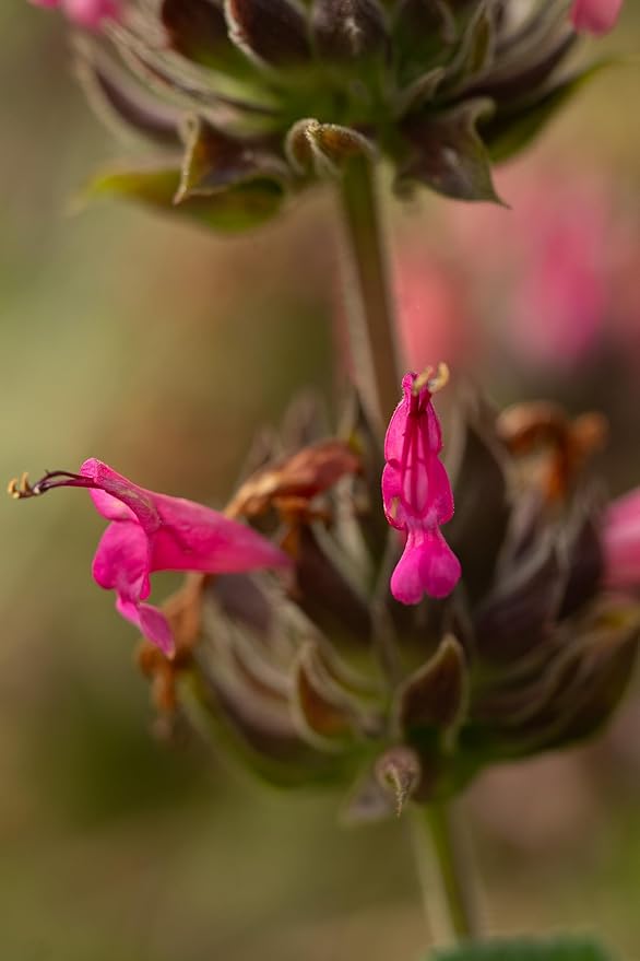 Plant Good Seed Organic Hummingbird Sage Seeds for Planting: California Native, Pink Fuchsia Flowers - 10 Seed Packet