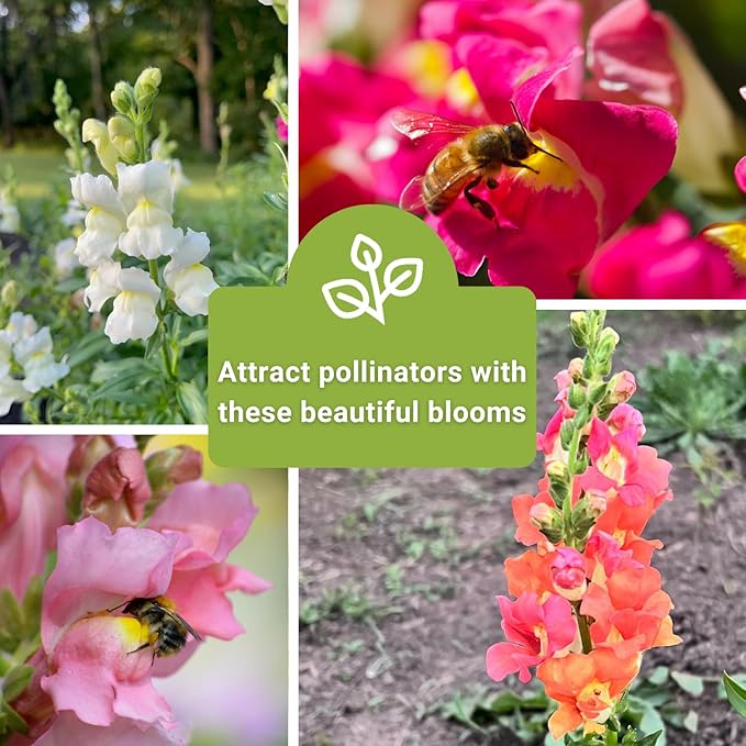 Sow Right Seeds - Snapdragon Seed Collection for Planting - Includes Tetra Mix, Large Mix & White Snapdragons - Non-GMO Heirloom Varieties - Grow Vibrant Snap Dragons - Ideal Flowers for Gardens