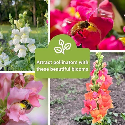 Sow Right Seeds - Snapdragon Seed Collection for Planting - Includes Tetra Mix, Large Mix & White Snapdragons - Non-GMO Heirloom Varieties - Grow Vibrant Snap Dragons - Ideal Flowers for Gardens