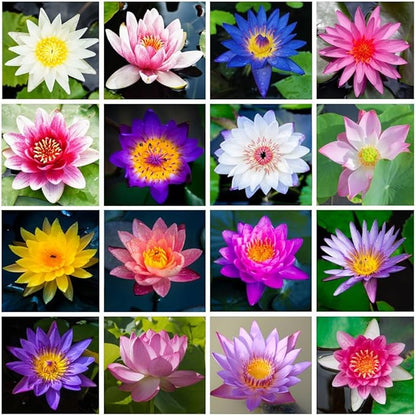 30PCS Premium Lotus Seeds for Planting in Water – Mixed Color Bowl Flower for Ponds, Bonsai, Indoor Water Gardens & Lotus Bowl Planter – Non-GMO, Easy Grow Water Lotus Seeds