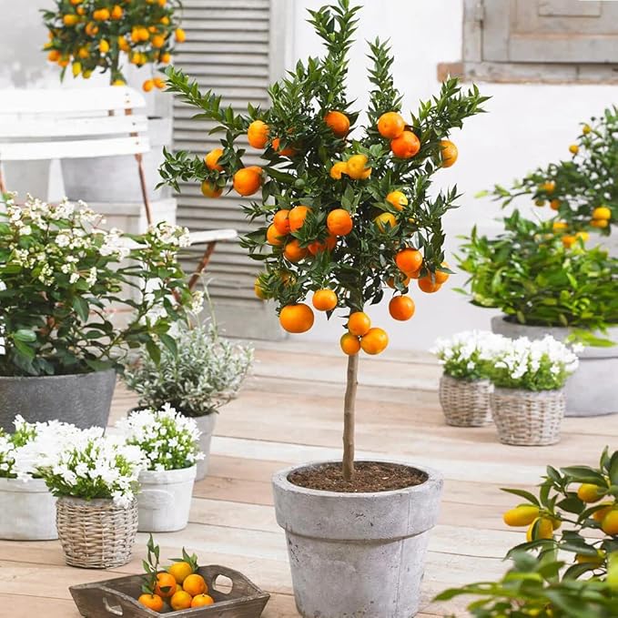 Gardenera Premium Potting Mix for Mandarin Trees - Quick Drain Soil Blend for Perfectly Rooted and Thriving Plants - 4 Quart