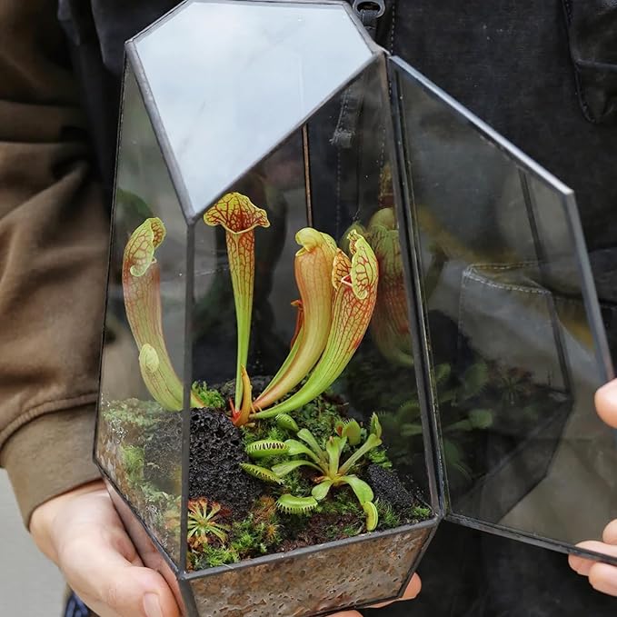 Carnivorous Plant Soil Mix 2qt, Pure Peat Moss and Perlite Mixture for Venus, Pitcher, Butterwort, Nepenthes, Sundew