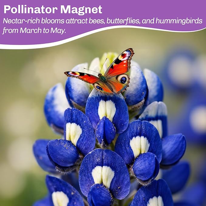 Texas Bluebonnet Seeds 3000+ to Plant - Lupinus texensis Full Growing Guide - Iconic Annual Blue Wildflower - Drought Tolerant for Meadows & Gardens - Fall Planting for Spring Blooms