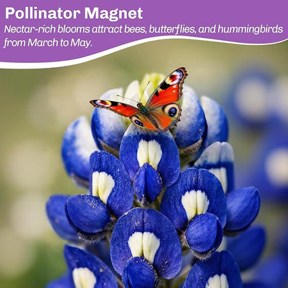 Texas Bluebonnet Seeds 3000+ to Plant - Lupinus texensis Full Growing Guide - Iconic Annual Blue Wildflower - Drought Tolerant for Meadows & Gardens - Fall Planting for Spring Blooms