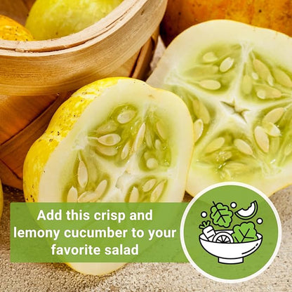 Sow Right Seeds - Lemon Cucumber Seeds for Planting - Non-GMO Heirloom Seeds with Instructions to Plant and Grow a Home Vegetable Garden - Unique Round Variety with Melon Flavor for Outdoors (1)