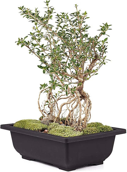 MUZHI 12PACK RetroStyle Plastic Bonsai Training Pots Balcony Indoor Rectangle Square Flower Pots 6"