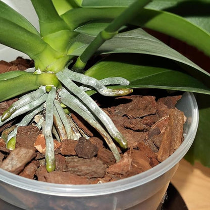 Orchid Bark 1qt, Natural Pine Bark Mulch for Plants, Great for Orchids, Succulents, Cactus, Bonsai, Ideal for Houseplant Mulch