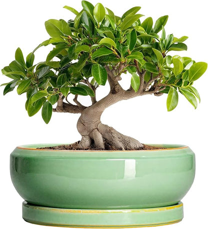 10 Inch Bonsai Tree Pots - Ceramic Succulent Pots with Drainage Hole and Tray, Shallow Planter for Indoor Outdoor Plants, Round Planters, House Decor, Gifts for Plant Lovers, Light Green