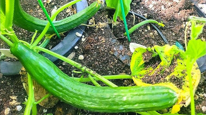 TomorrowSeeds - English Telegraph Improved Burpless Cucumber (English Cucumber) Seeds - 30+ Count - for 2026 Planting Hothouse Cucumbers Crisp European Near-Seedless Long Heirloom Vegetable