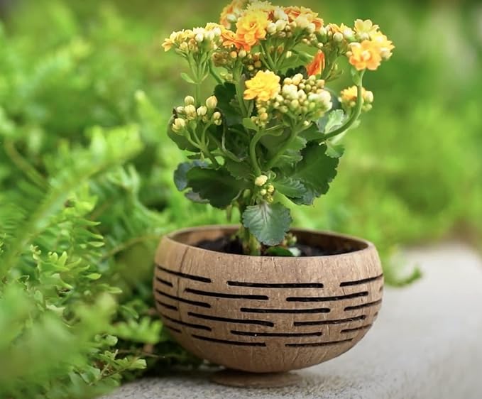Rainforest Bowls Set of 2 Horizons Coconut Planters w/Drainage Hole- Perfect for Succulents, Flowers, Small Plants, Indoor & Outdoor Gardens- Handcarved by Artisans, Eco-Friendly & Sustainable