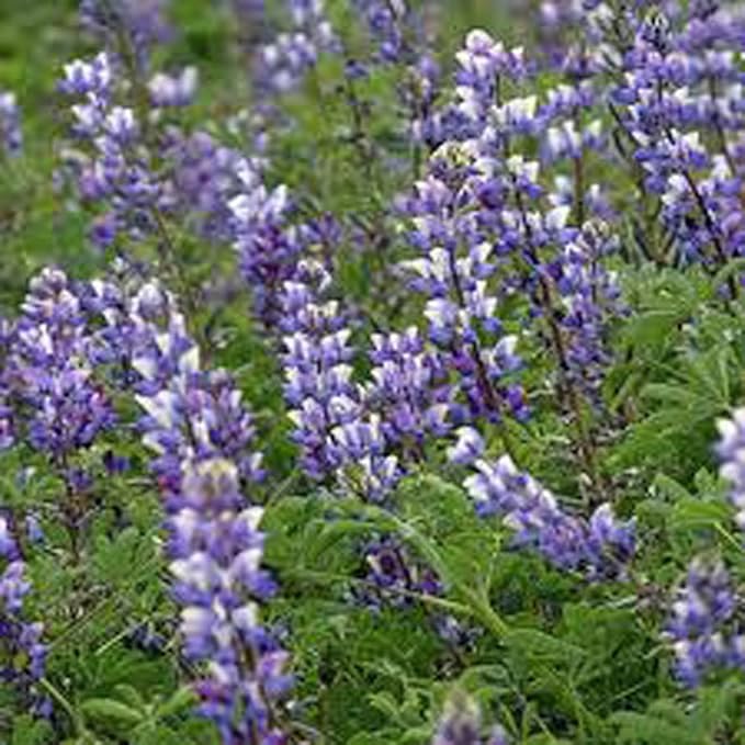 Arroyo Lupine 500 Seeds Beautiful Purple Flowers