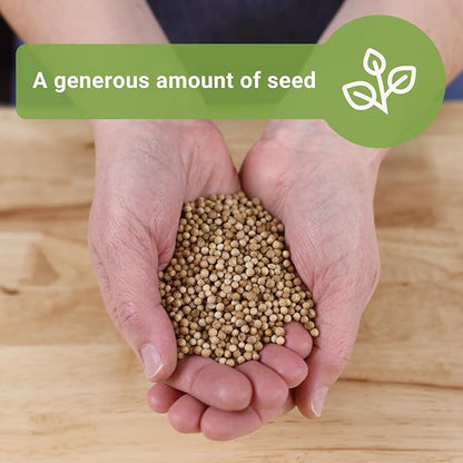 Sow Right Seeds - Bulk Cilantro Seeds for Planting - 1 Ounce, 2000 Seeds - Non-GMO Heirloom Jumbo Pack with Instructions to Grow an Herb Garden - Great for Cooking - Make Loads of Coriander Seasoning