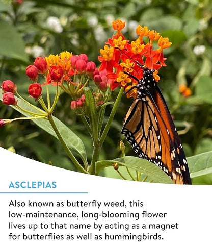 Burpee Wildflower 25,000 Bulk, 1 Bag 18 Varieties of Non-GMO Flower Seeds for Hummingbirds and Butterflies
