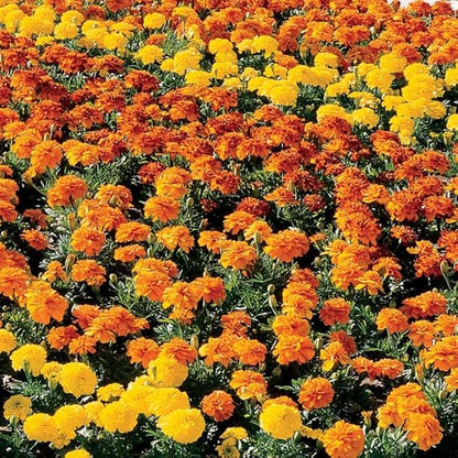 Park Seed Bonanza Mix Marigold Seeds – 2–3 Inch Blooms in Yellow, Orange & Gold-Red Bicolor, Compact 10–12 Inch French Marigolds for Containers, Edging, and Borders – Heat-Tolerant – Pack of 500