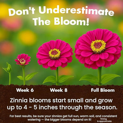NatureZ Edge Zinnia Seeds for 2026 Planting Outdoors, Over 8250 Flower Seeds, 2 Oz, Non GMO Made in USA, Bulk Semillas De Flores para Sembrar, California Giants, Easy to Grow Zinnia Seed Mix